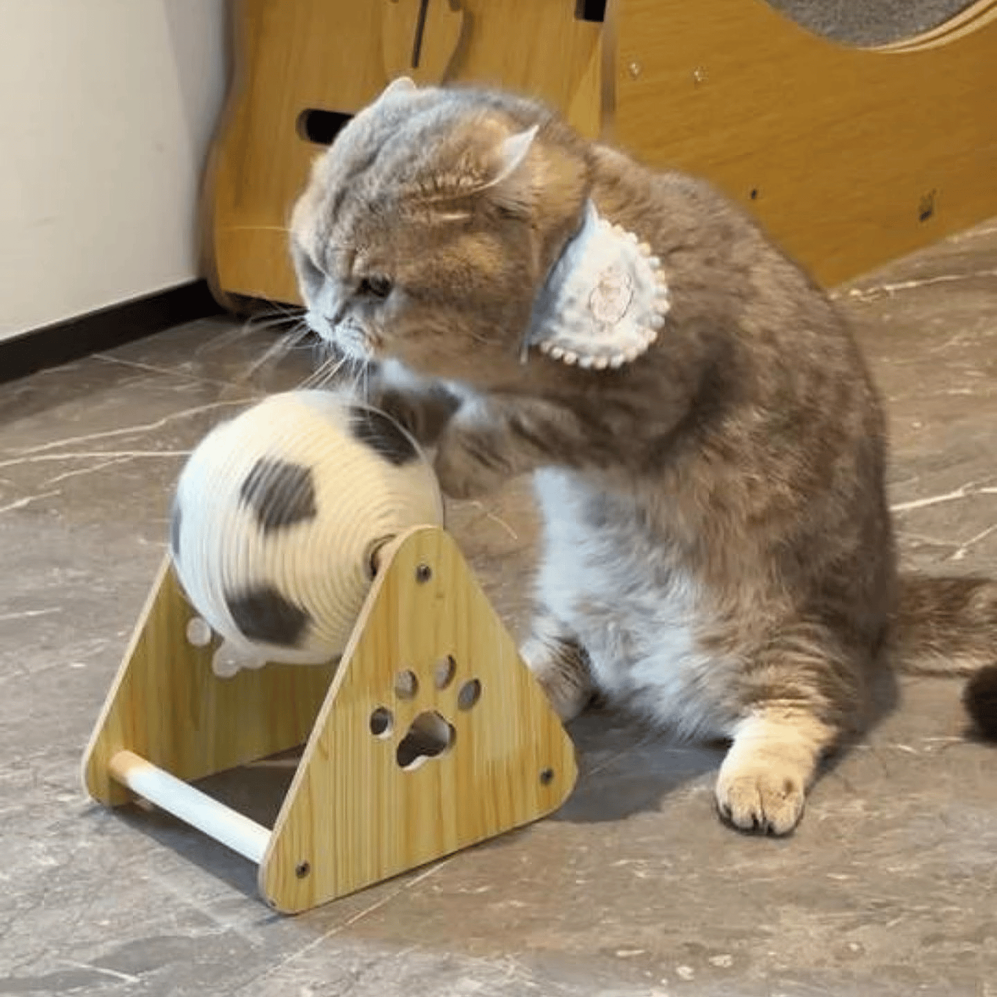 🔥LAST DAY 49% OFF - 🐱Cat Soccer Game Toy