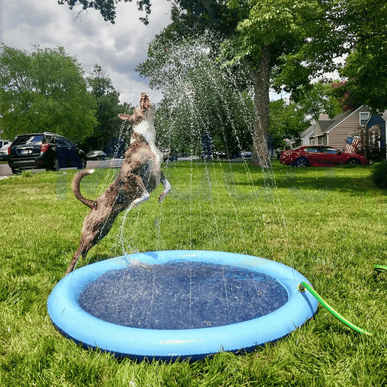 CutySplash™