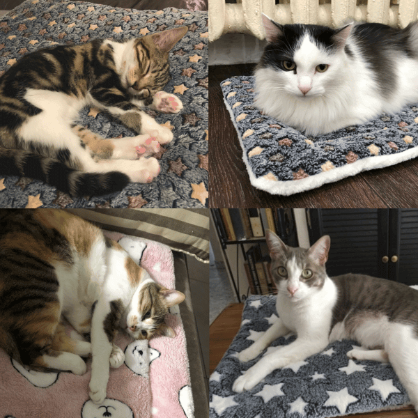 Last Day 50% OFF🔥 I PetCozy™ Cozy Calming Pet Blanket